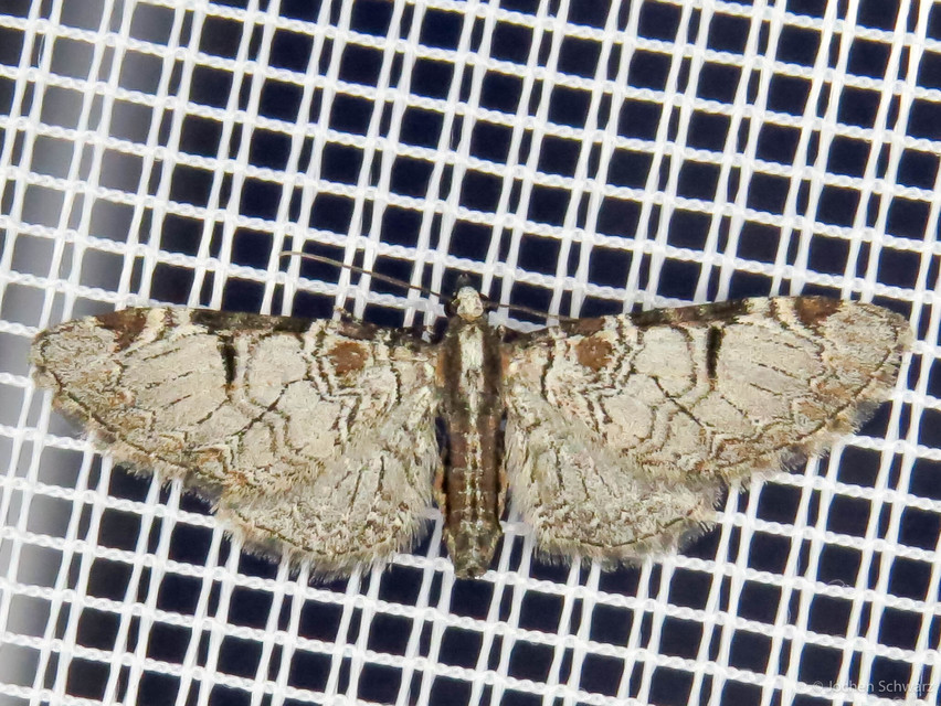 Eupithecia insigniata - hálózatos törpearaszoló