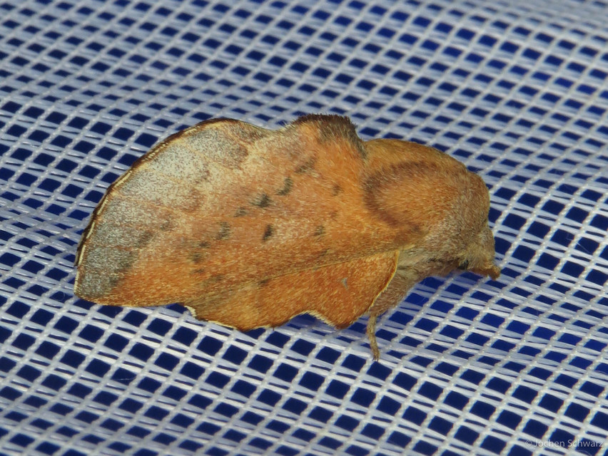 Phyllodesma tremulifolia - nyárlevélpohók