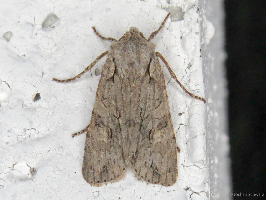 Lithophane ornitopus - közönséges fabagoly