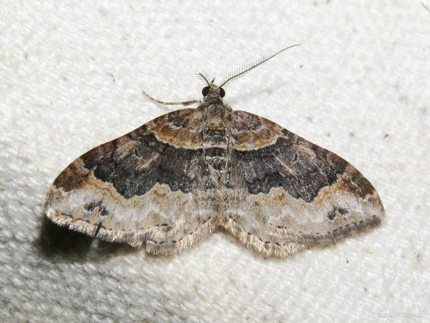 Xanthorhoe ferrugata - kerti tarkaaraszoló