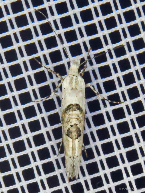 Ypsolopha asperella - levélfonó tarkamoly