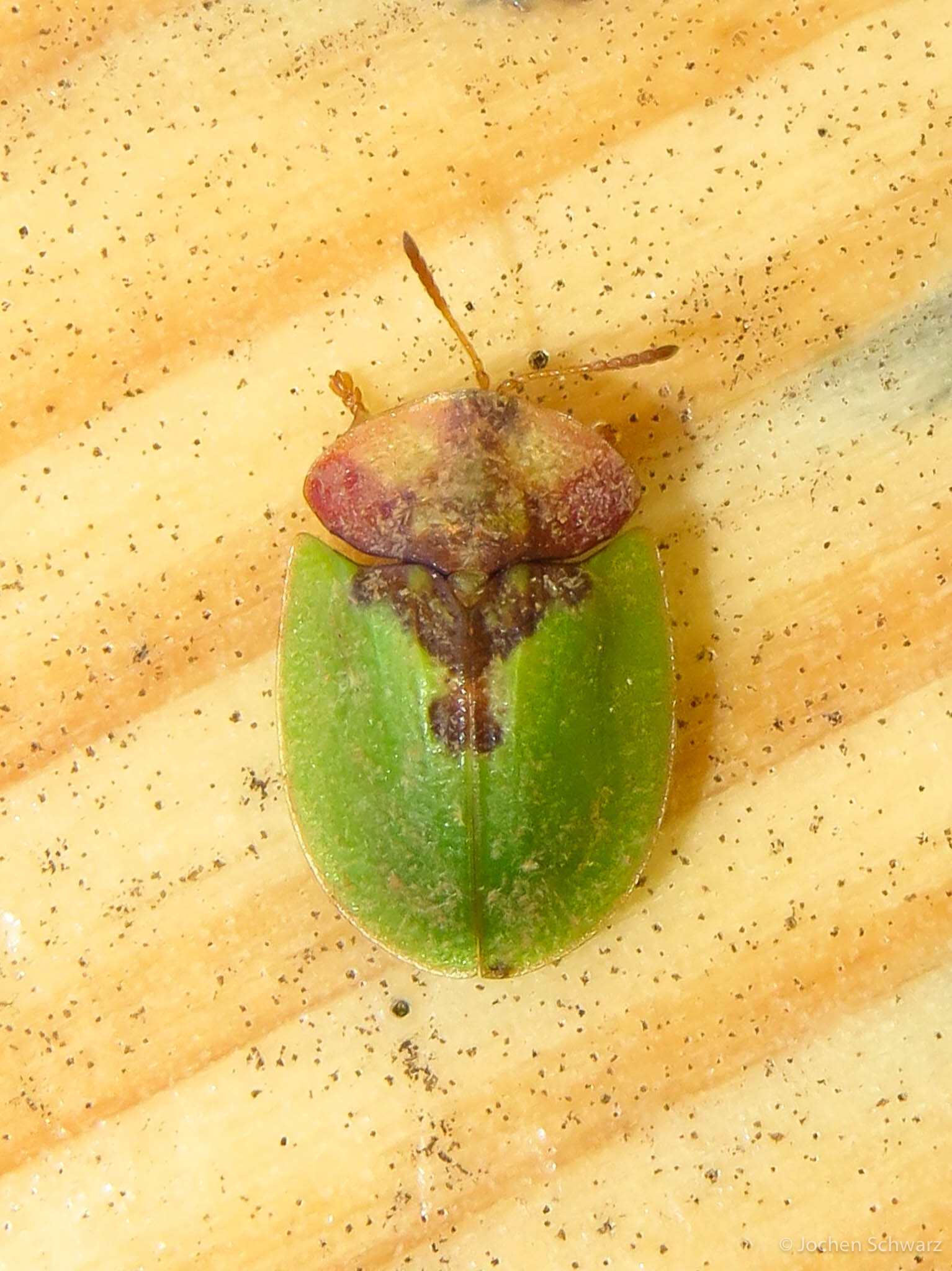 Cassida panzeri