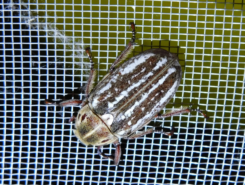Anoxia orientalis - keleti cserebogár