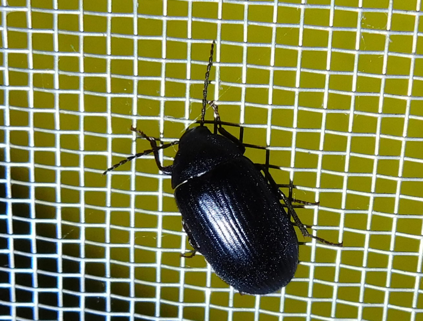 Prionychus melanarius - komor alkonybogár
