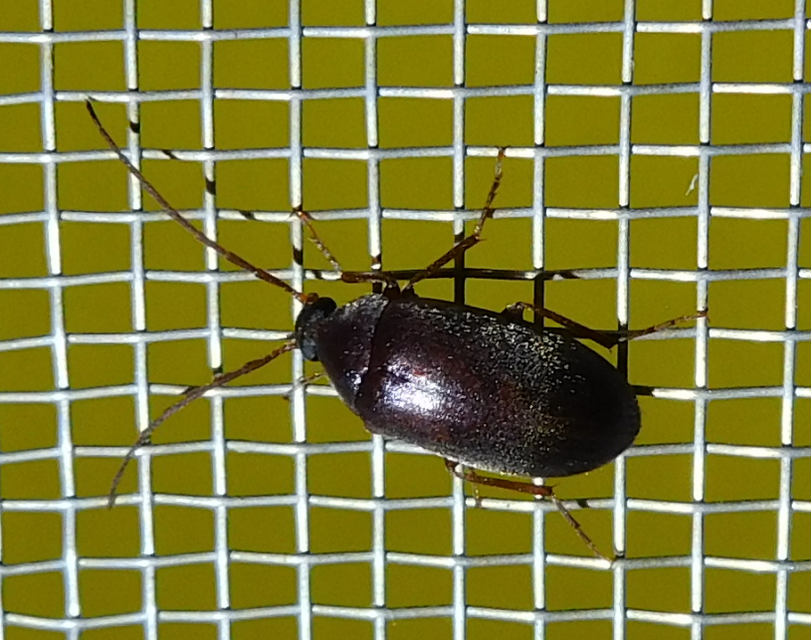 Hymenalia rufipes - rőtlábú alkonybogár