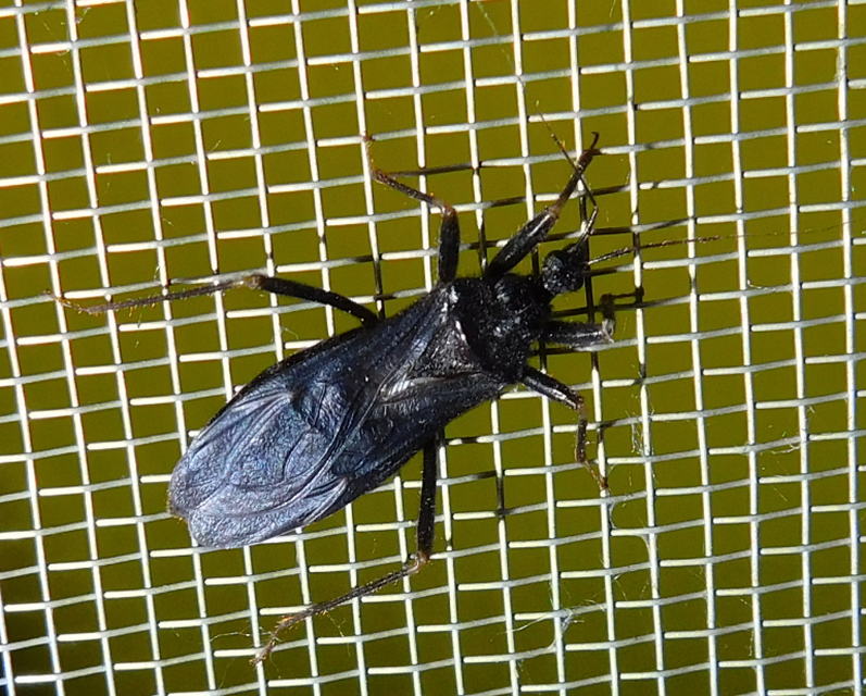 Reduvius personatus - szemetes zugpoloska