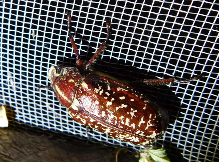 Polyphylla fullo - csapó cserebogár