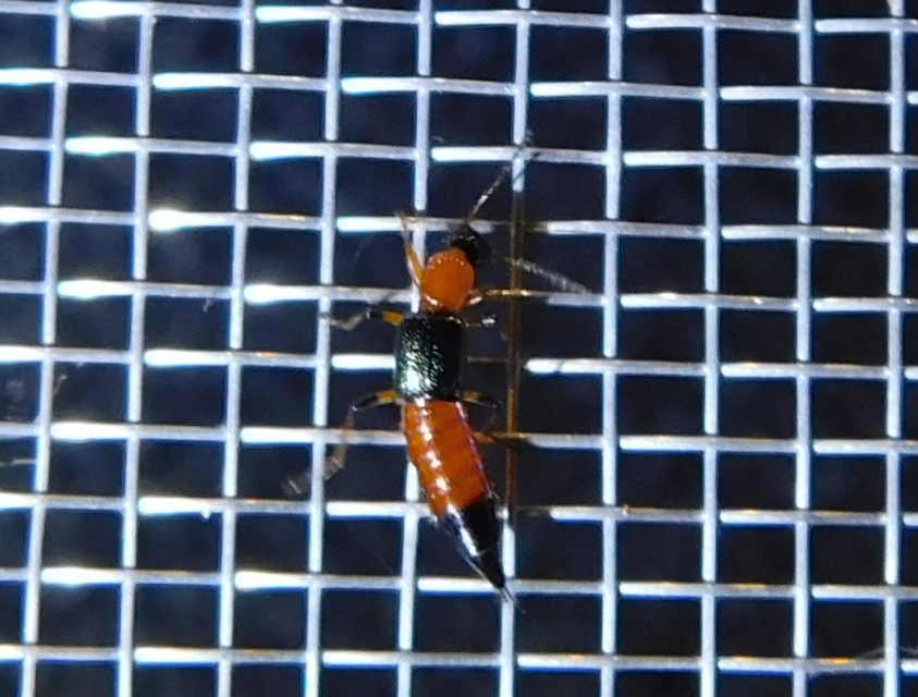 Paederus
