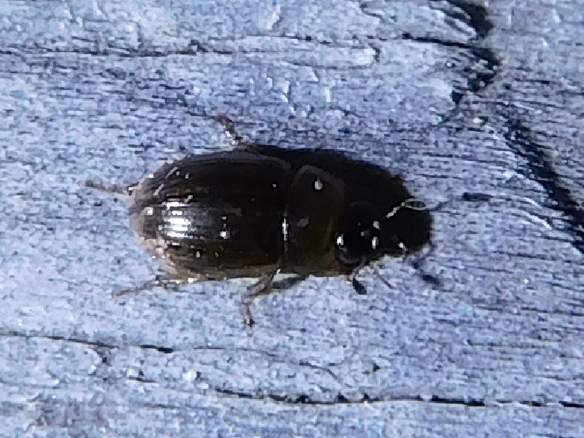 Enochrus