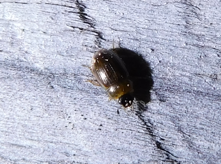 Enochrus