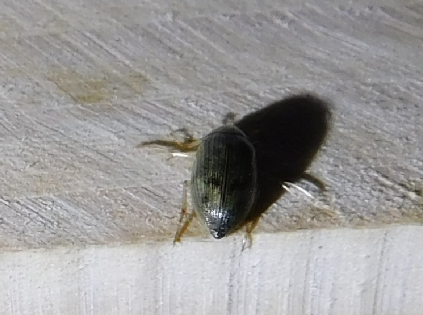 Berosus Berosus