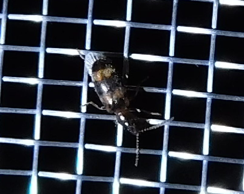 Notoxus trifasciatus - szalagos nyakszarvúbogár