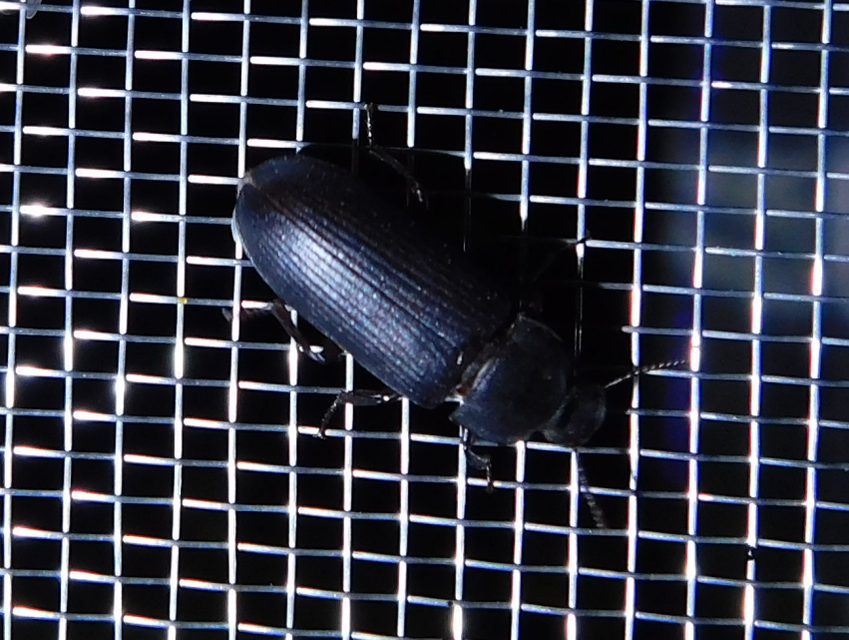 Tenebrio molitor - közönséges lisztbogár