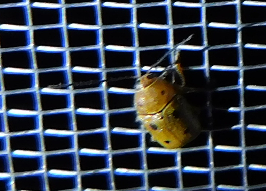 Cryptocephalus octomaculatus - nyolcfoltos zömökbogár