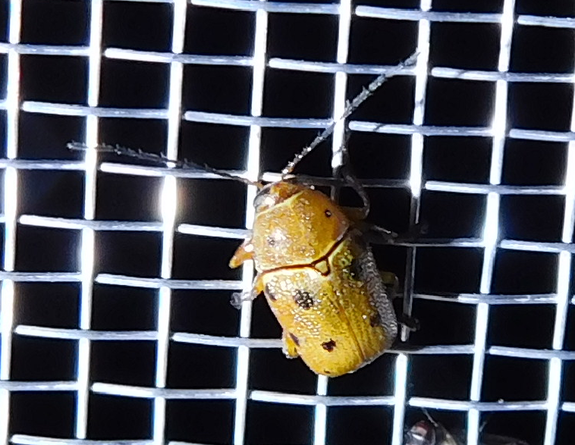 Cryptocephalus octomaculatus - nyolcfoltos zömökbogár