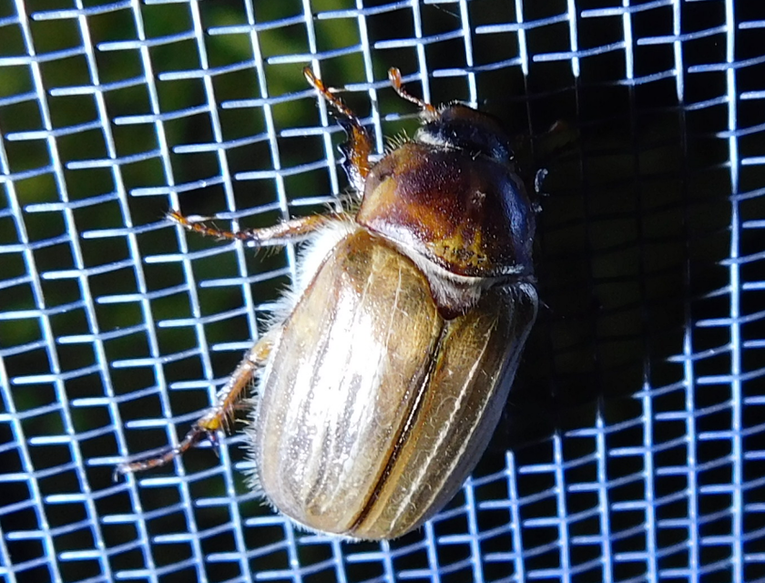 Amphimallon solstitiale - bordás sárgacserebogár