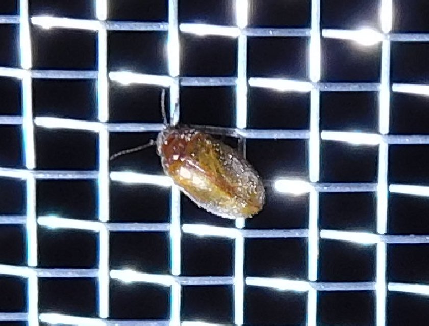 Scirtidae - rétbogárfélék