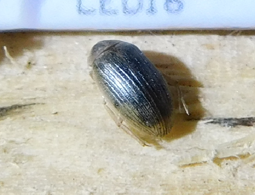 Berosus Berosus