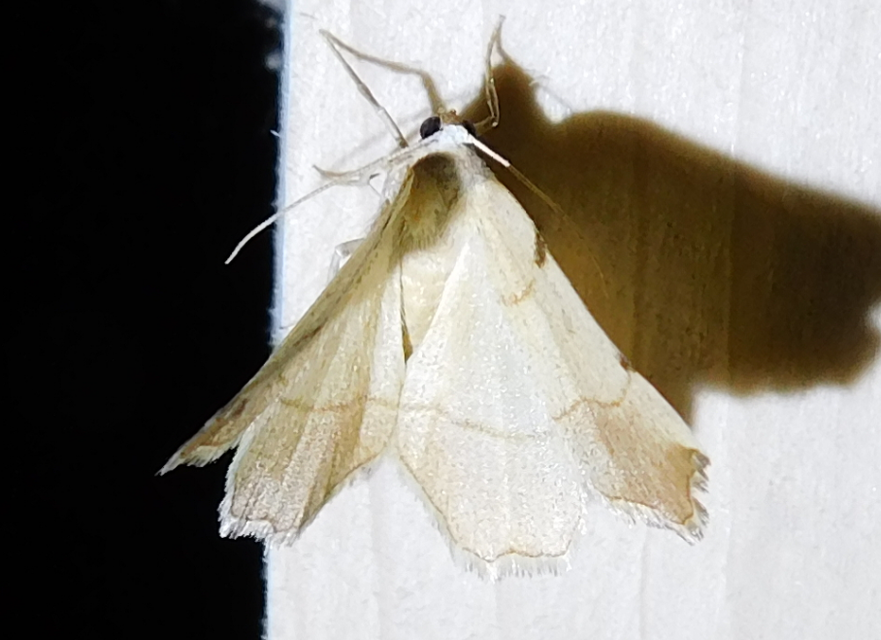 Eilicrinia trinotata - háromjegyű araszoló