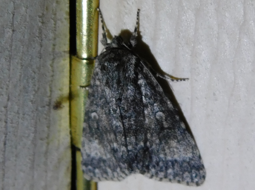 Acronicta megacephala - nagyfejű szigonyosbagoly