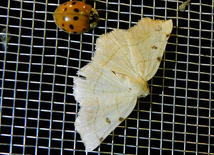Eilicrinia trinotata - háromjegyű araszoló