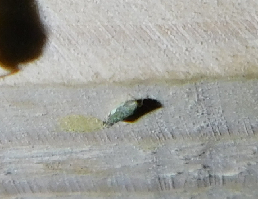 Erasmoneura vulnerata