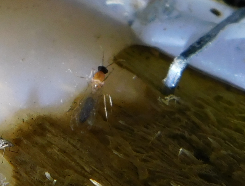 Colobopsis truncata - kapushangya