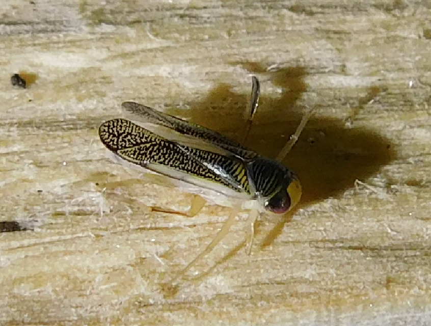 Corixidae - búvárpoloskák Corixidae - búvárpoloskák
