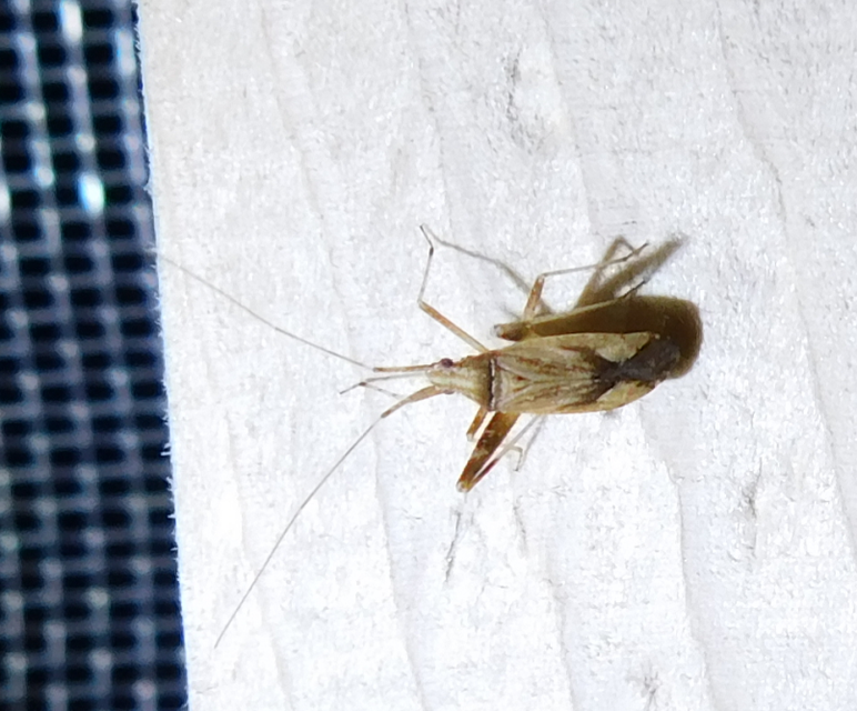 Phytocoris