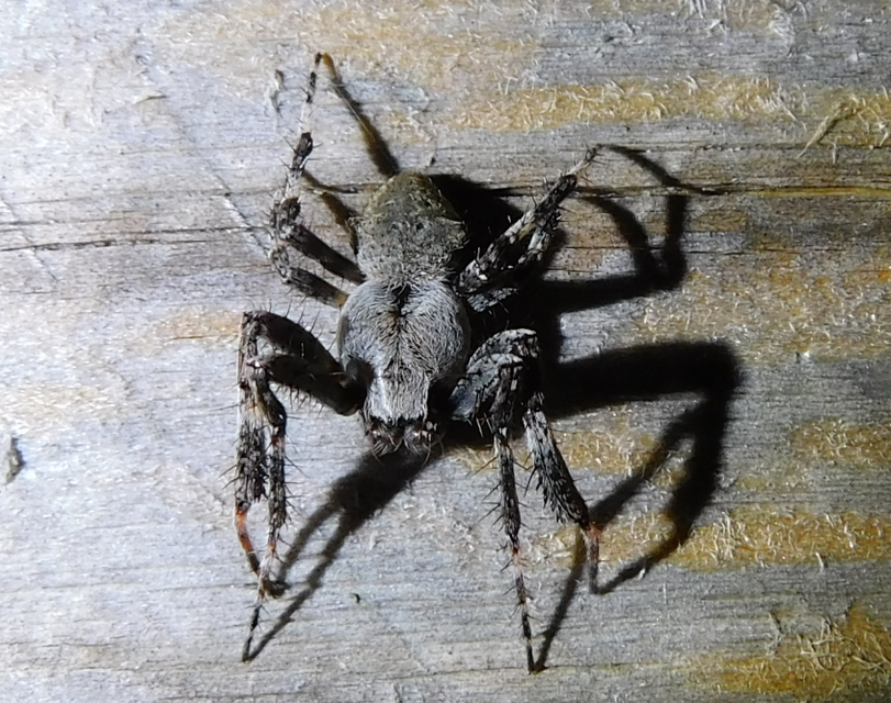 Araneus circe/angulatus