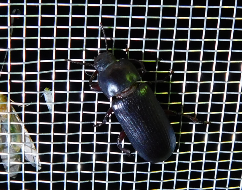 Tenebrio molitor - közönséges lisztbogár