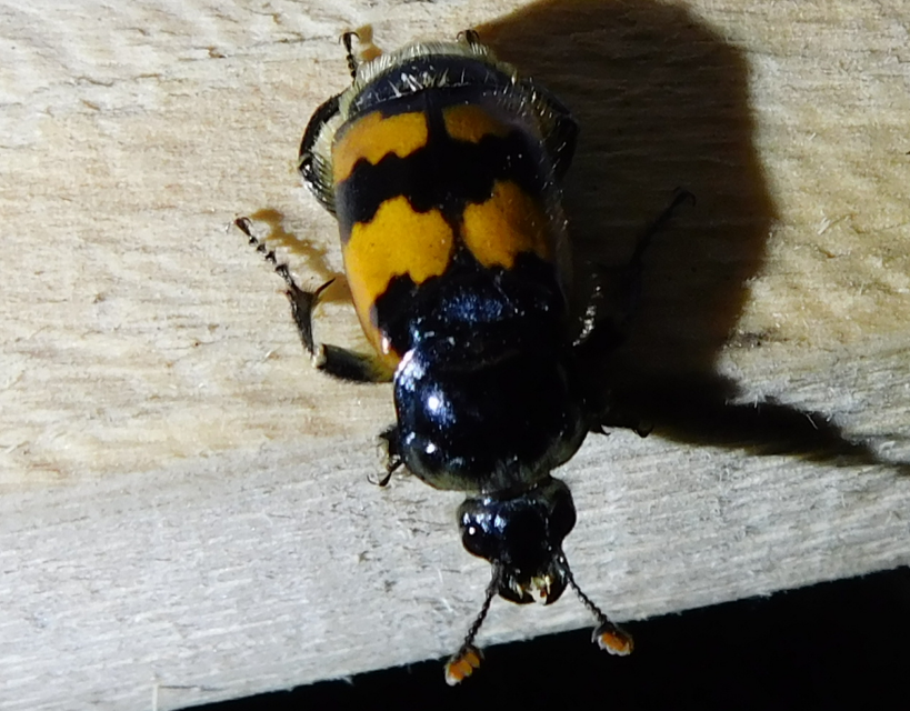 Nicrophorus vespillo - közönséges temetőbogár