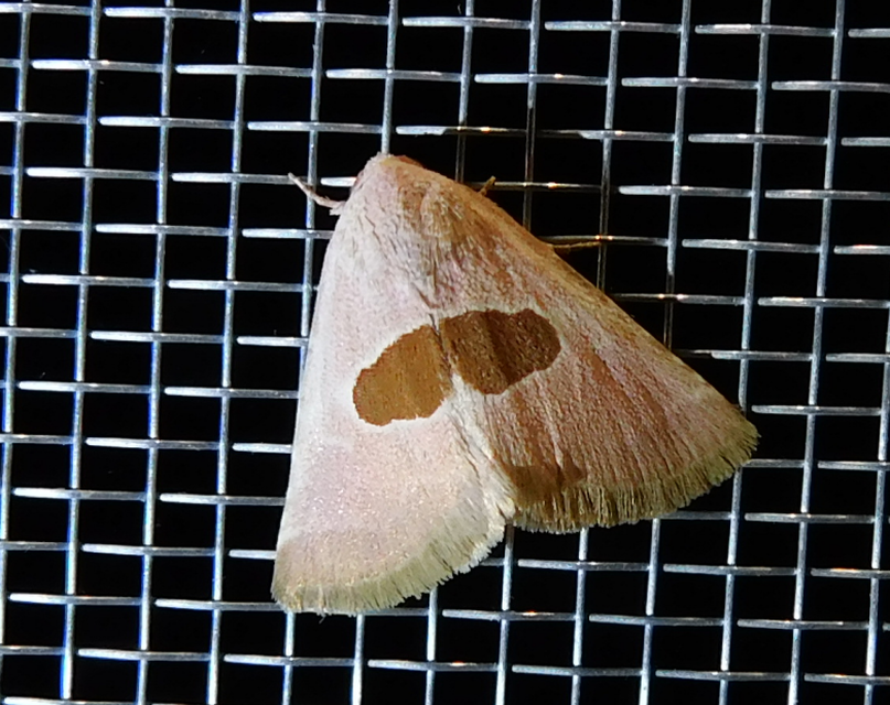 Calymma communimacula - pajzstetűfaló bagoly