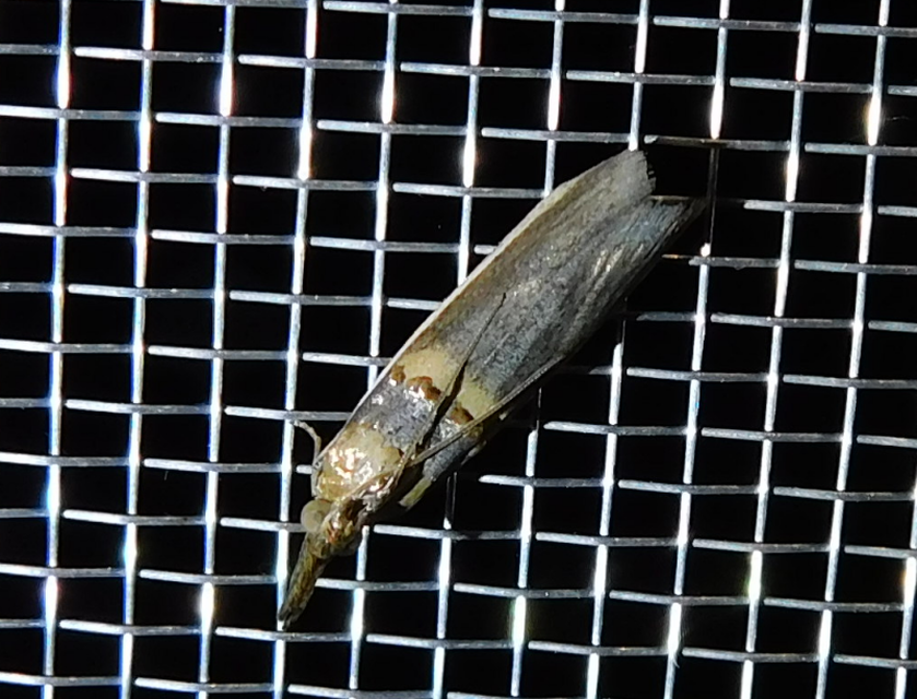 Etiella zinckenella - akácmoly