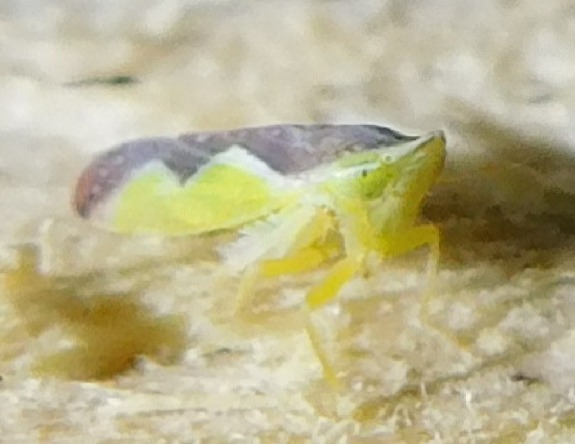 Platymetopius Platymetopius