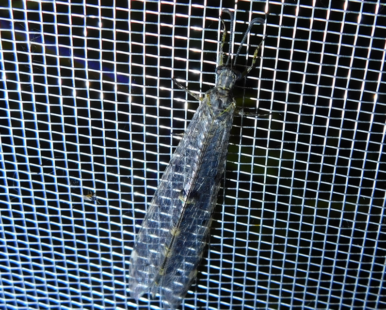 Distoleon tetragrammicus - négyfoltos hangyaleső