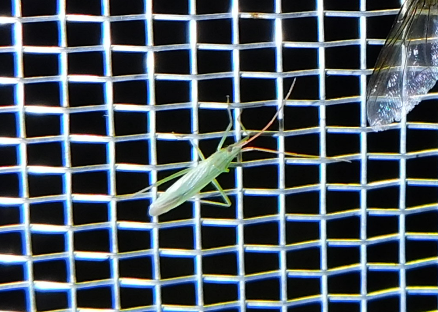 Trigonotylus