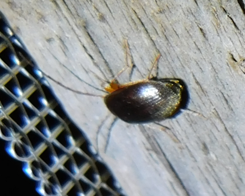 Hymenalia rufipes - rőtlábú alkonybogár