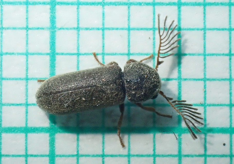 Ptilinus pectinicornis - fésűscsápú álszú