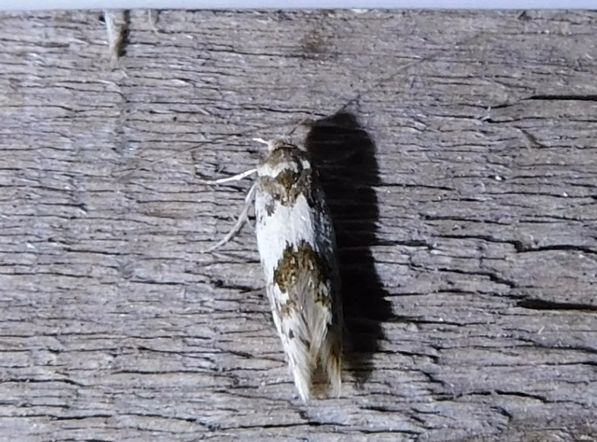 Episcythris triangulella - mediterrán zöldmoly
