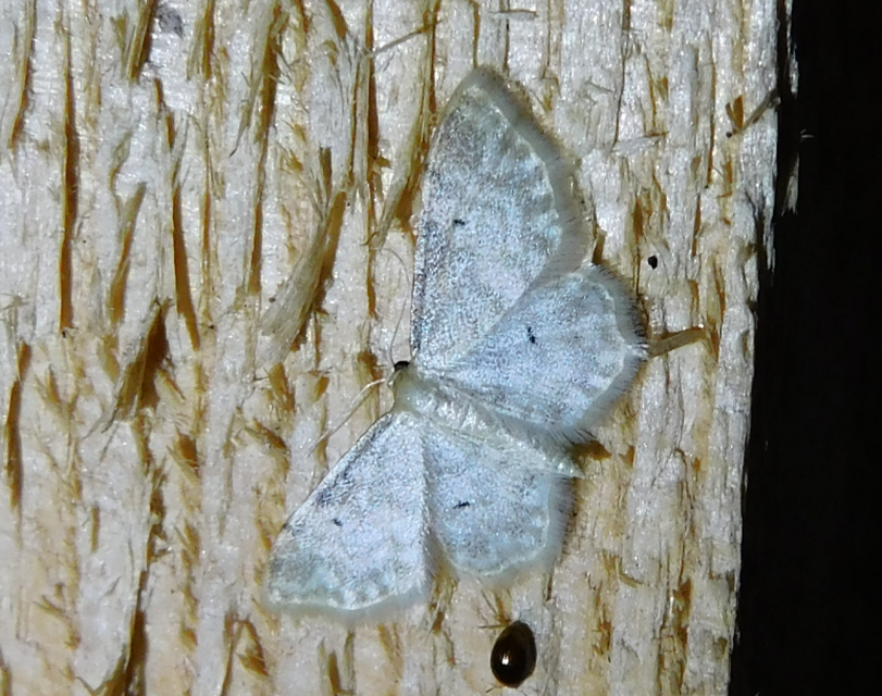 Idaea fuscovenosa - szürkeszélű apróaraszoló