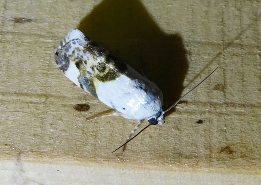 Acontia lucida - fehér nappalibagoly