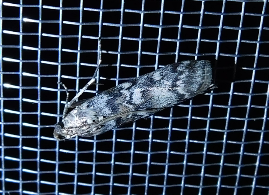 Dioryctria