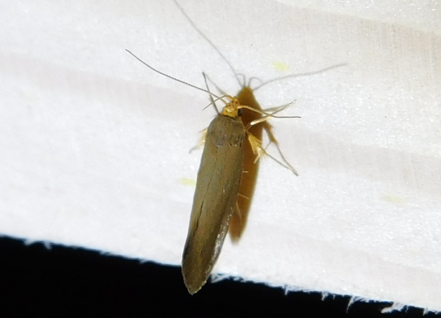 Crassa tinctella/unitella