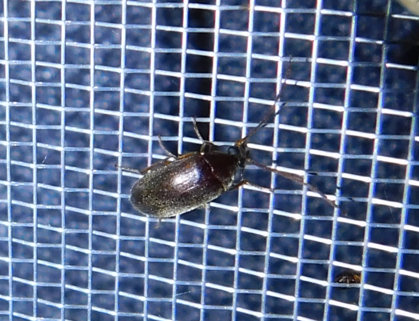 Hymenalia rufipes - rőtlábú alkonybogár