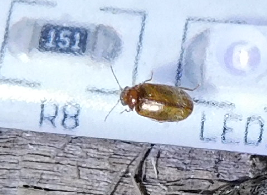 Scirtidae - rétbogárfélék