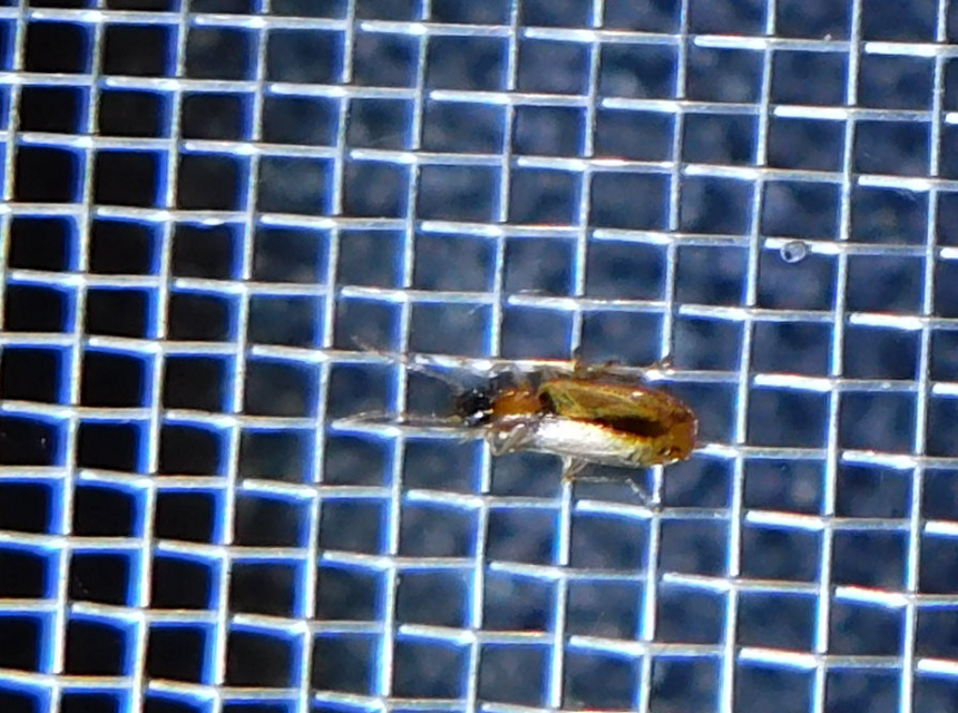 Demetrias atricapillus - buzogányfoltos nádfutó