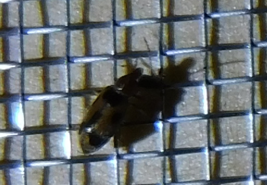 Notoxus monoceros - sárgahasú nyakszarvúbogár
