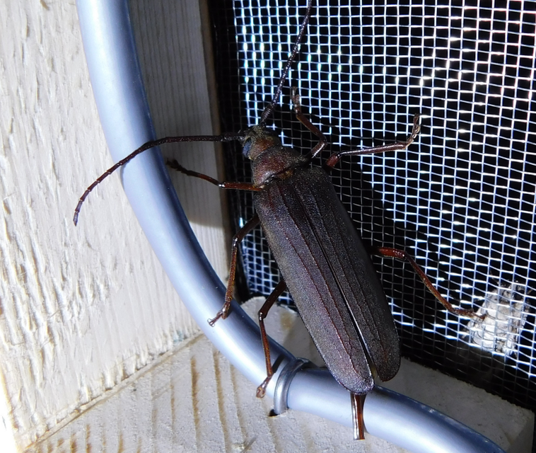 Aegosoma scabricorne - diófacincér