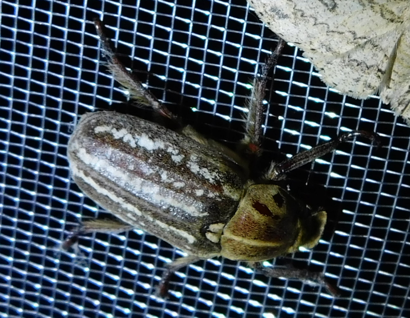 Anoxia orientalis - keleti cserebogár